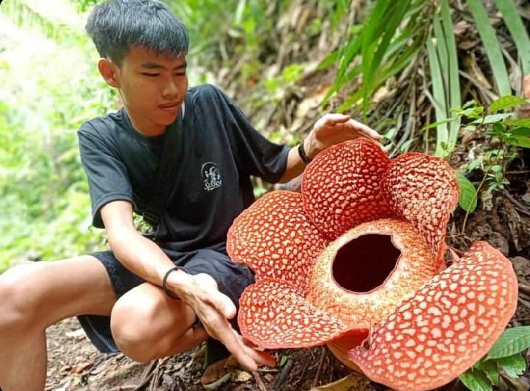 Ada Bunga Rafflesia Mekar, Ayo Cepat Ke Bengkulu Tengah
