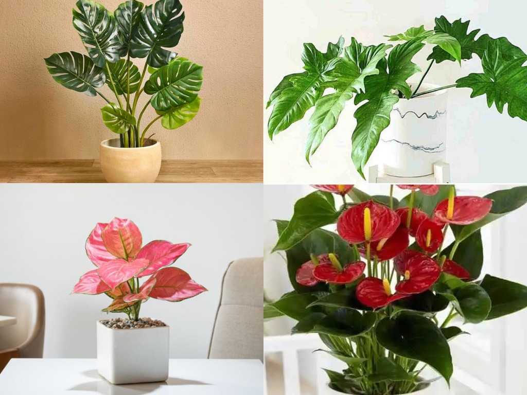 5 Tanaman Hias yang Banyak Dijumpai Ini Ternyata Punya Nilai Jual Tinggi!