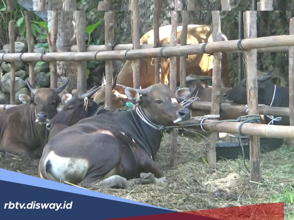 Jangan Salah, Segini Usia Hewan Ternak yang Layak Dikurbankan dan Pasaran Harganya Terkini