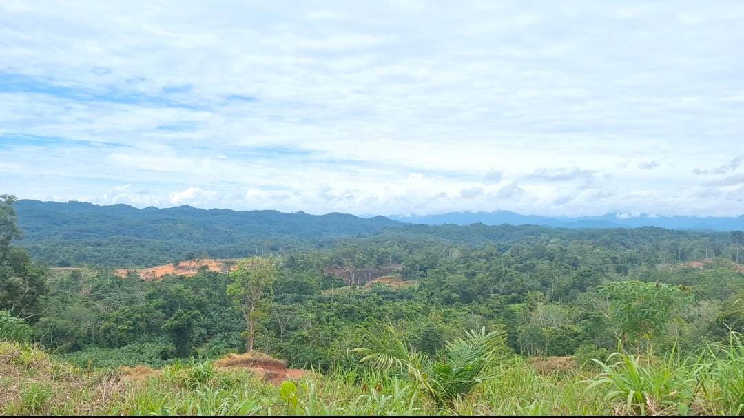 Langgar Kewajiban Jaga Hutan, Kemenhut RI Bekukan Izin PT API dan PT BAT