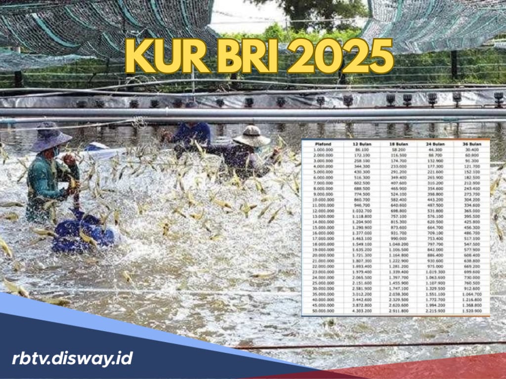 Usaha Tambak Udang Makin Berkembang Lewat KUR BRI 2025, Pinjaman Rp 25 Juta Angsuran Ringan
