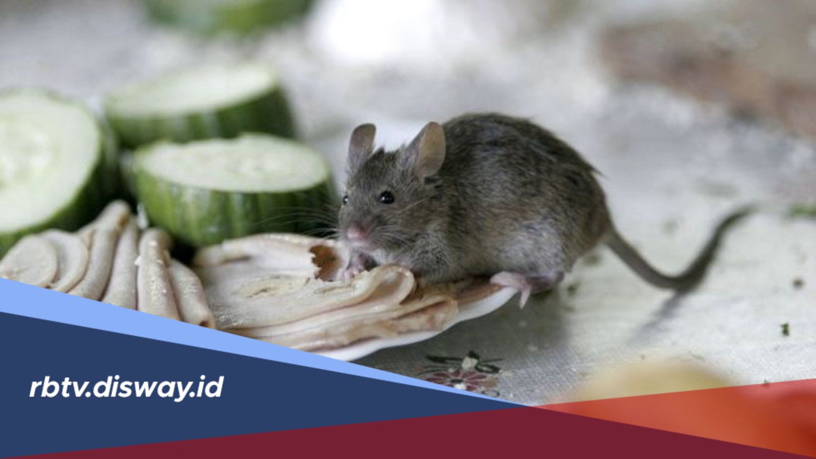 Tips Menjaga Rumah Tetap Bersih agar Tikus Tidak Betah Tinggal