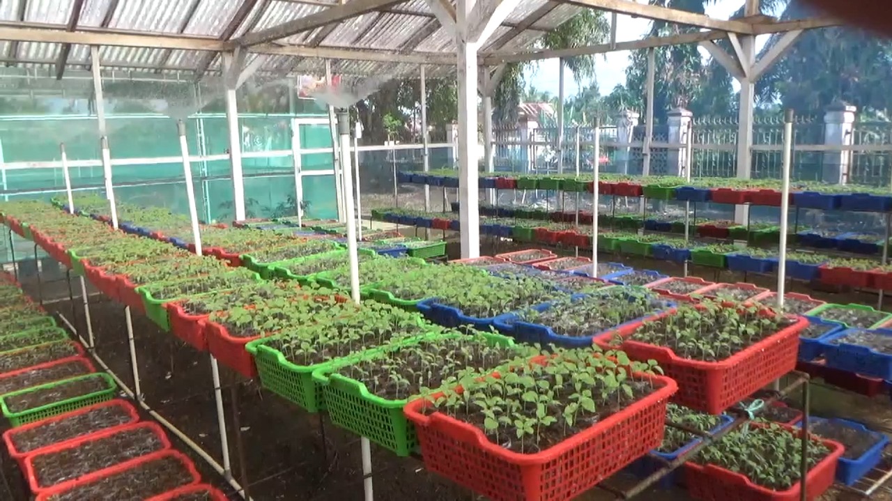 25 Ribu Bibit Sayur Gratis Siap Dibagikan Pemkab Bengkulu Utara, Warga Bisa Dapat hingga 120 Bibit
