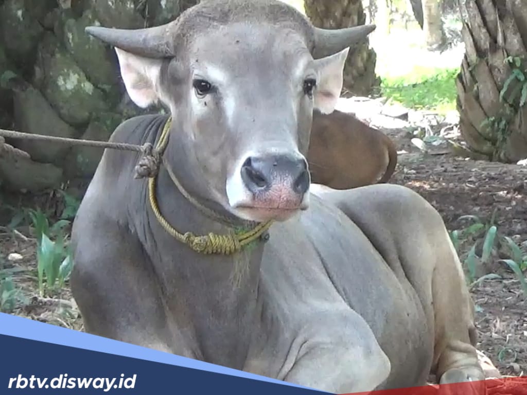 181 Ekor Sapi di Seluma Terpapar Virus Jembrana, 45 Ekor Terpaksa Dipotong