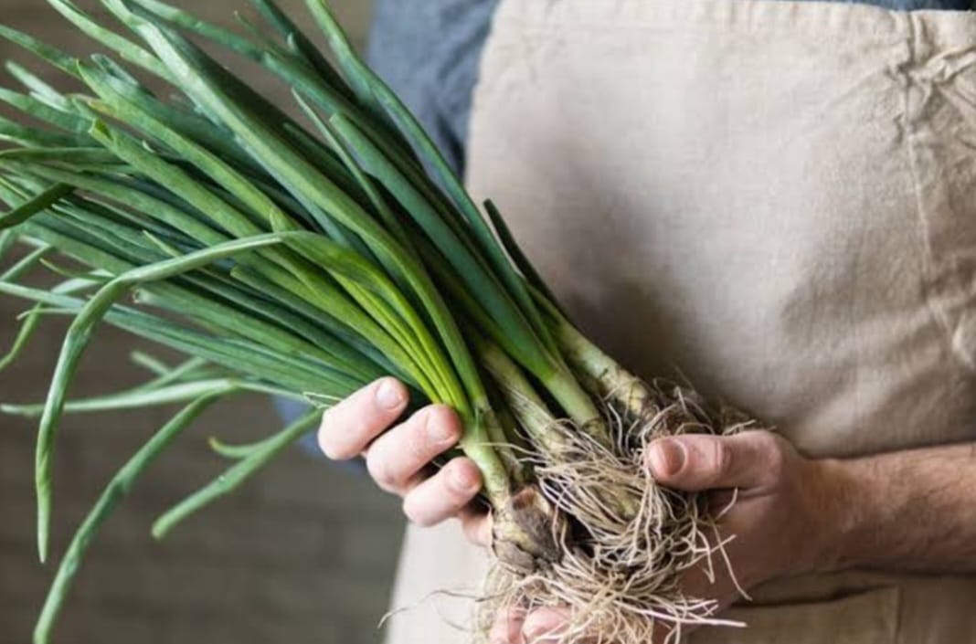 Begini Cara Menanam Daun Bawang di Air, Khasiatnya juga Bagus untuk Kesehatan Mata