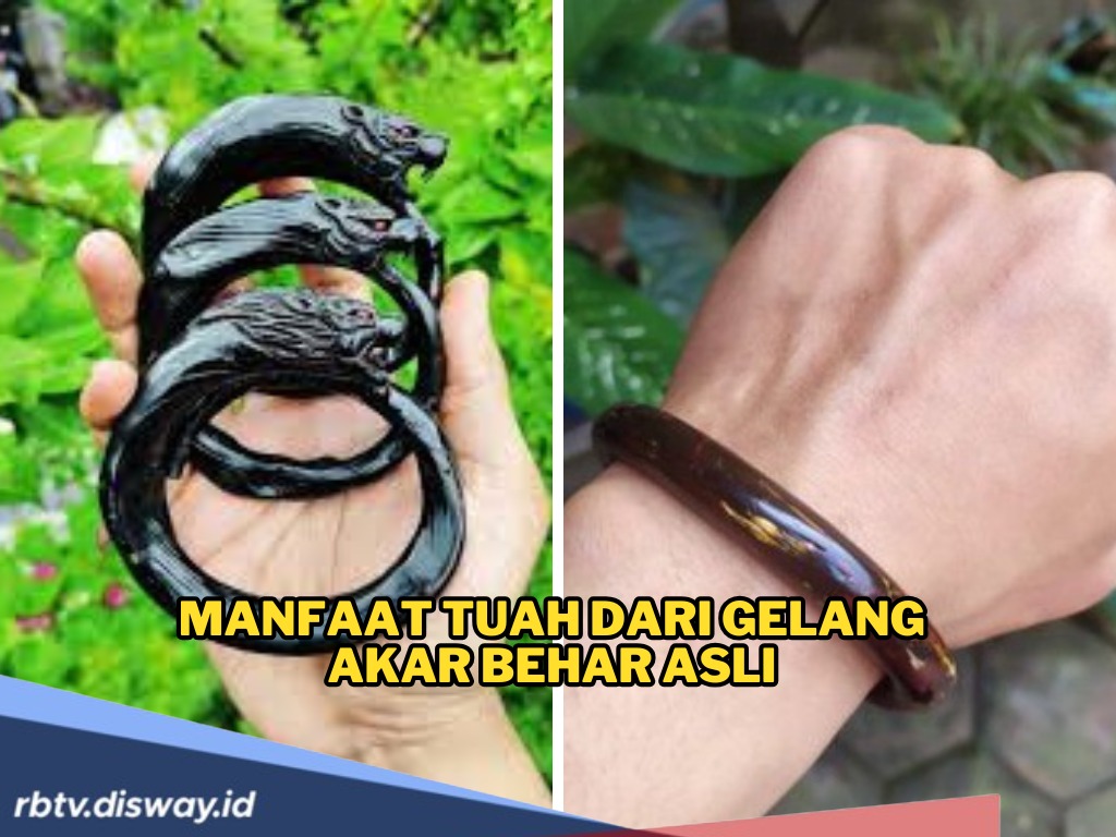 Manfaat Tuah Gelang Akar Bahar Asli, Sebagai Penarik Rezeki dan Pelindung dari Energi Negatif 