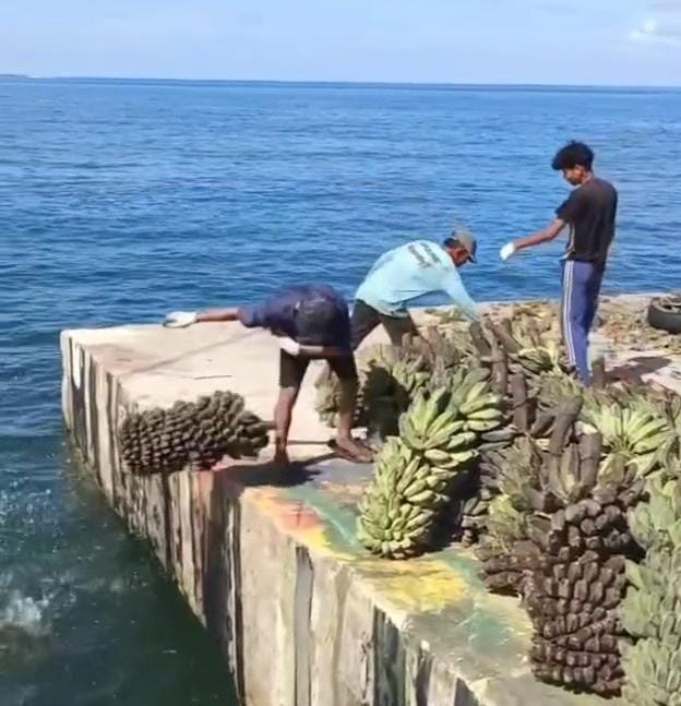 Tidak Bisa Diangkut Kapal, Ratusan Tandan Pisang Kepok di Enggano Dibuang ke Laut