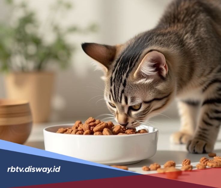Makanan yang Aman untuk Kucing, Jangan Asal Kasih Makan