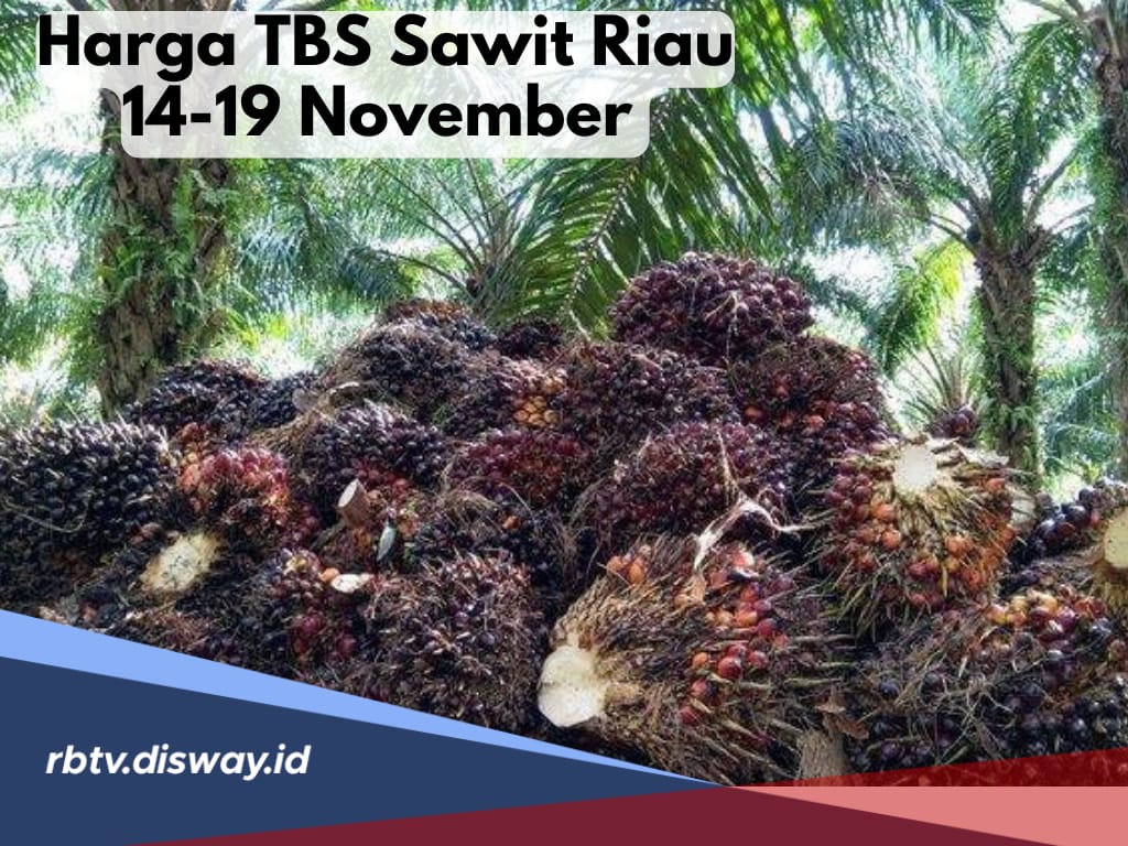 Harga TBS Sawit Riau Merangkak Naik, Segini Harganya Per Hari Ini 14 November 2024