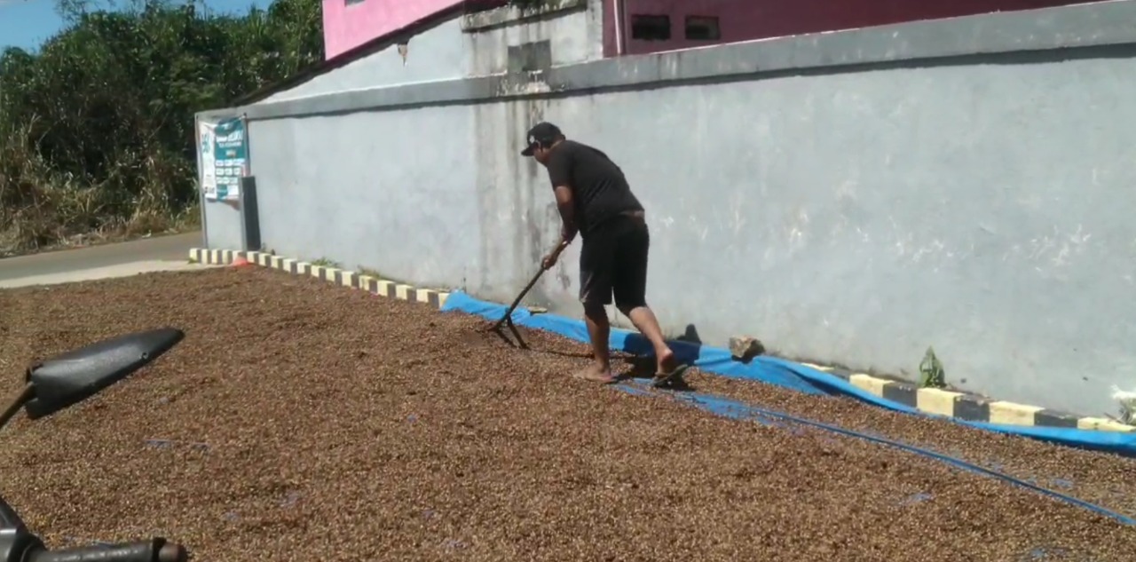 Update Harga Biji Kopi Kering Hari Ini