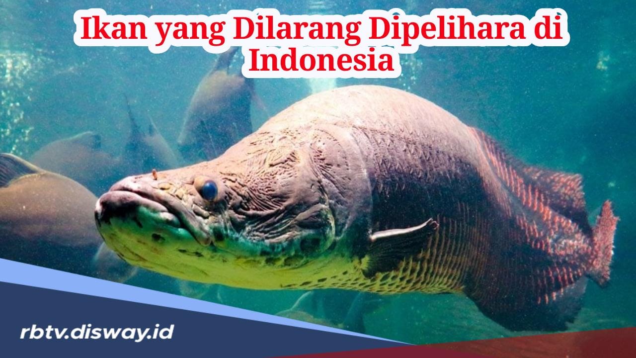 Ini Alasan Kenapa 7 Jenis Ikan Ini Dilarang Dipelihara di Indonesia, Jangan Nekat Pelihara!