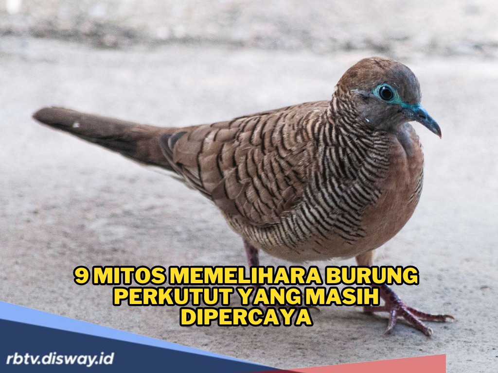Waduh! Ini 9 Mitos Melihara Burung Perkutut, hanya Boleh Dipelihara Bangsawan