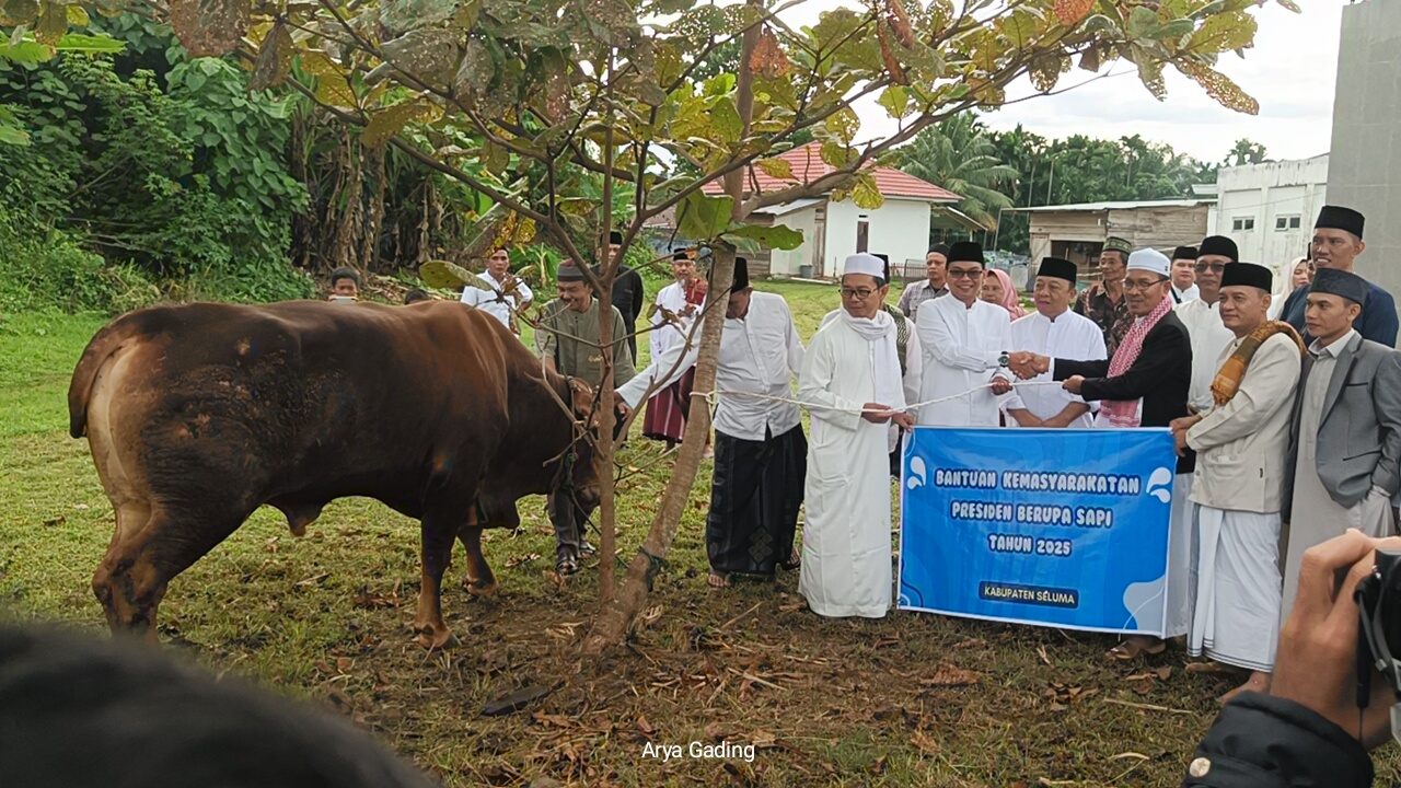 Bupati Seluma Serahkan Sapi Limosin Berbobot 890 Kg dari Presiden Prabowo untuk Kurban Idul Adha 2025 