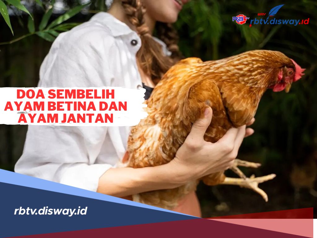 Doa Potong Ayam Betina dan Jantan serta Tata Cara Sesuai Syariat Islam