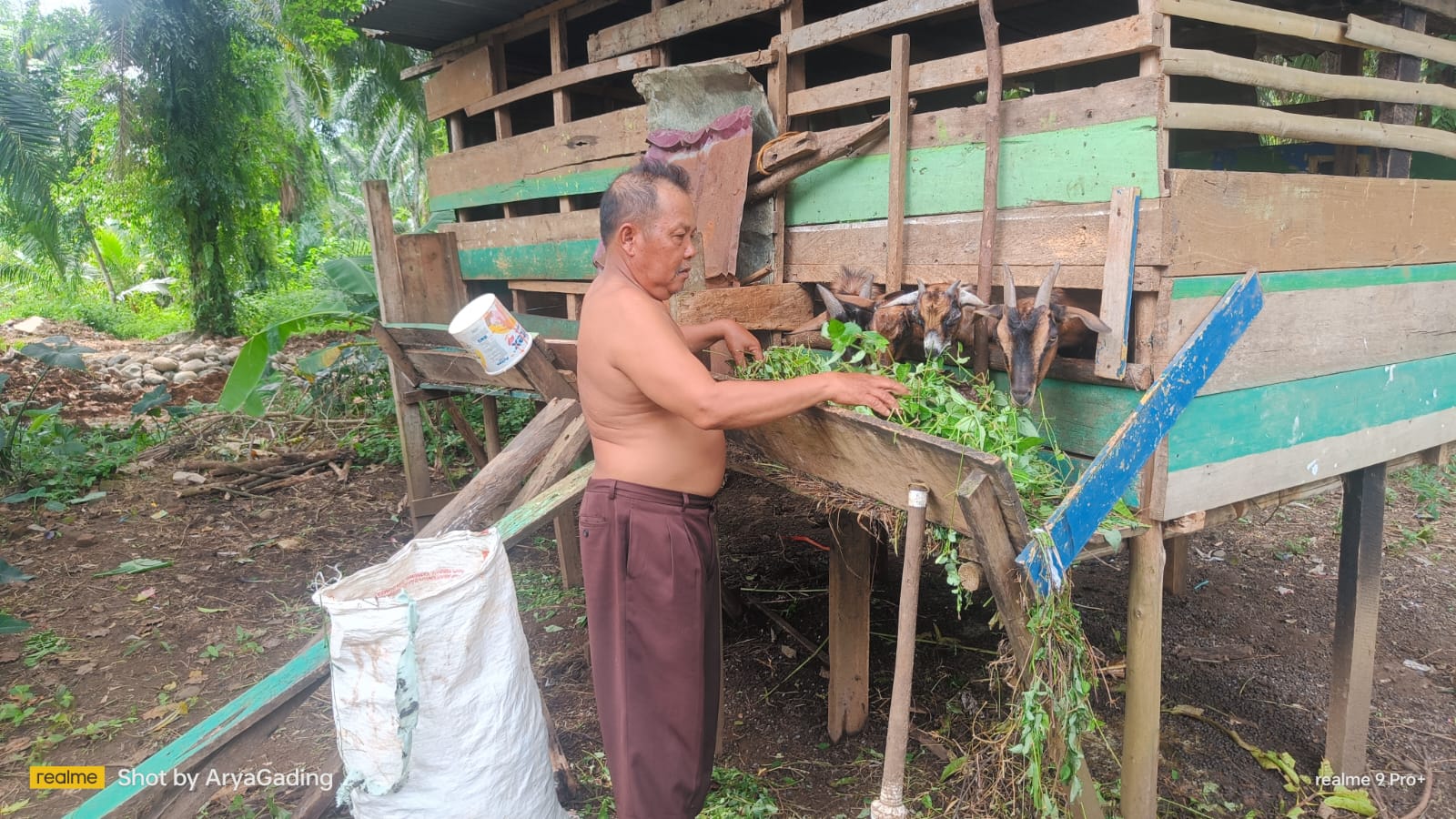 Niat untuk Qurban, Kambing Penjaga Sekolah Malah Digasak Maling