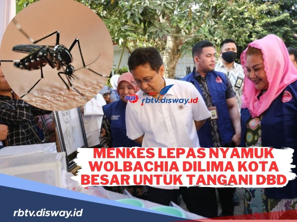 Menkes Lepas Nyamuk Wolbachia di Lima Kota Besar untuk Tangani DBD