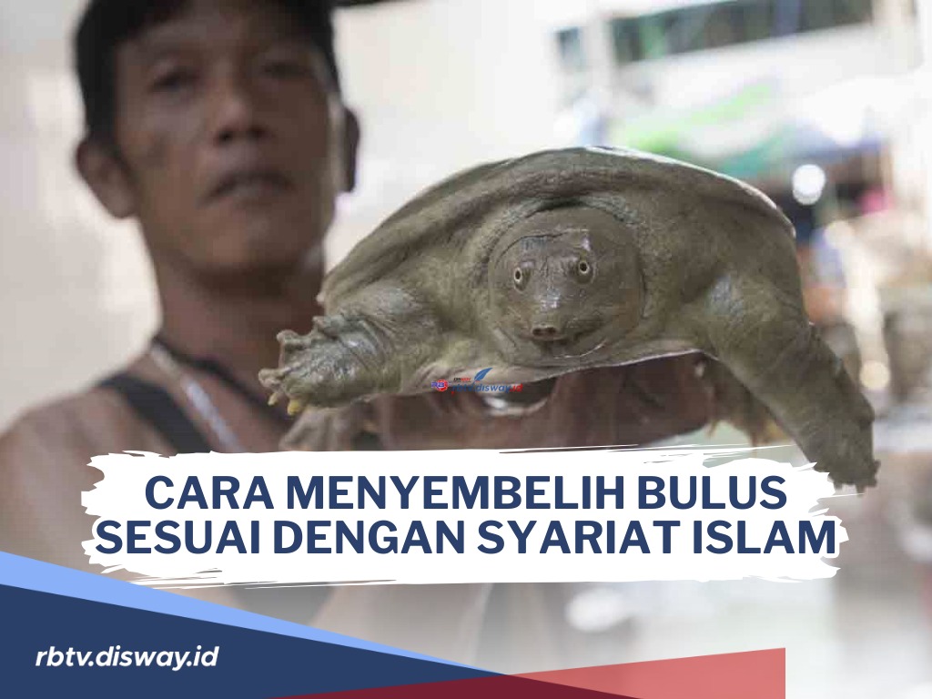 Cara Menyembelih Bulus Menurut Syariat Islam serta Cara Pengolahan Dagingnya