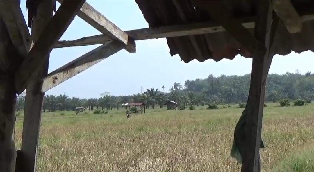 Ini yang Menjadi Penyebab Petani di Bengkulu Tengah Belum Bisa Bercocok Tanam