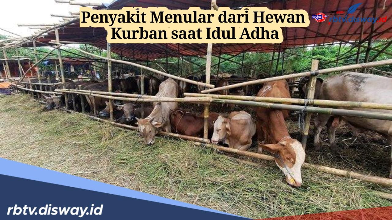 Waspadai! Ini 3 Jenis Penyakit Menular dari Hewan Kurban Saat Idul Adha