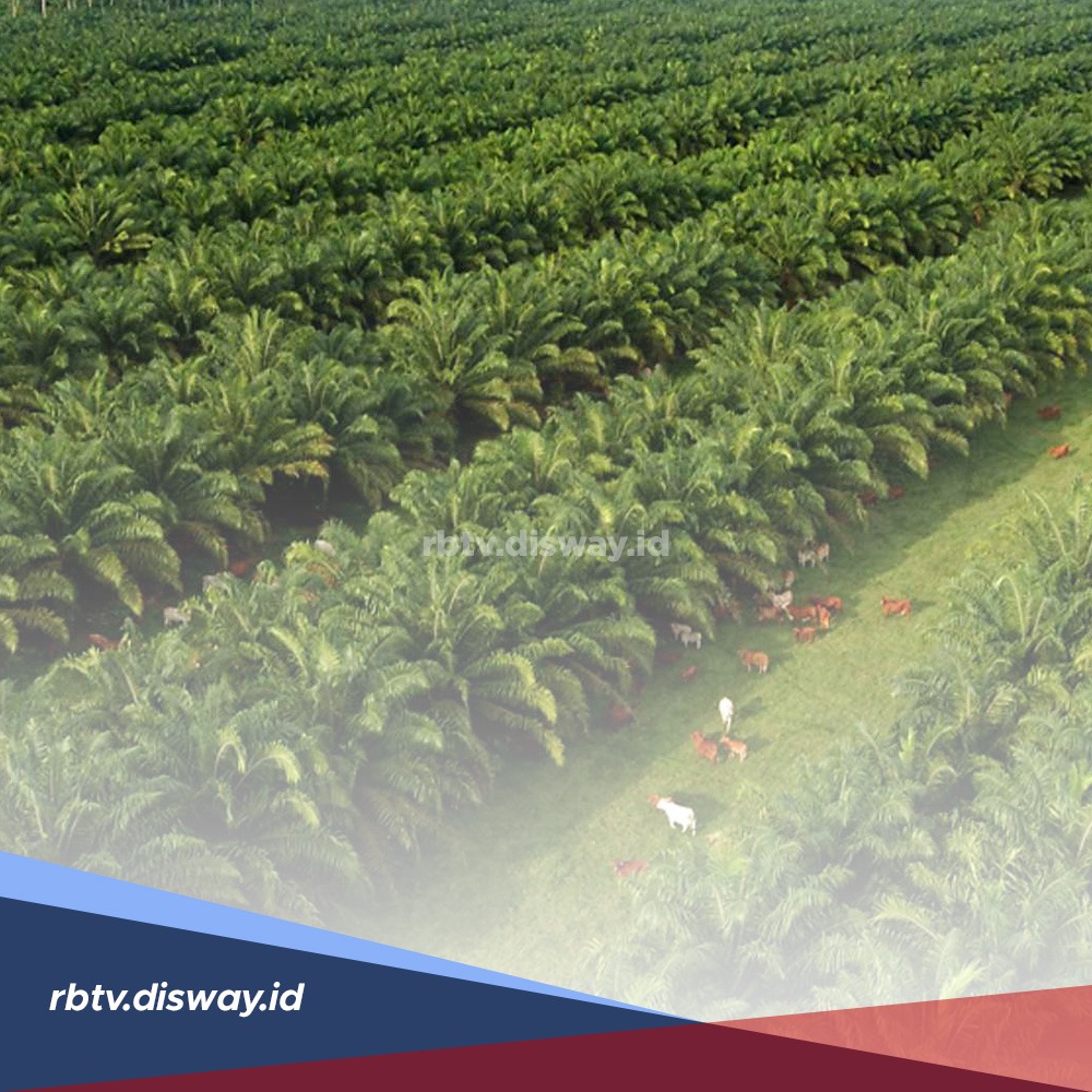 Petani Sawit Wajib Tahu, Ini 6 Ciri Fisik Tanaman Kelapa Sawit yang Sehat