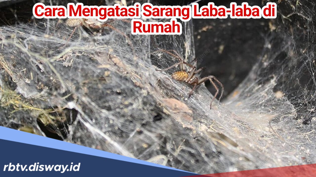 Mengatasi Sarang Laba-laba di Rumah dengan Cara Sederhana, DijaminTidak Muncul Lagi