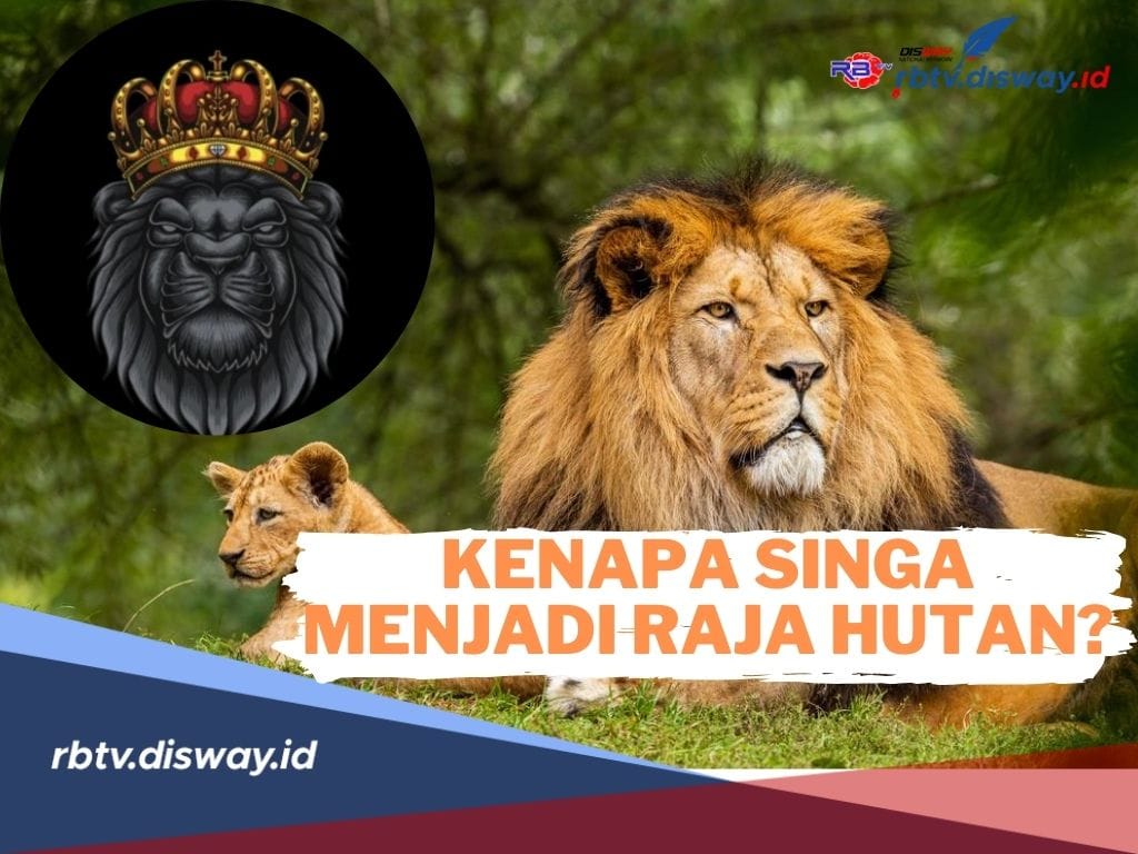 Ini Alasan Kenapa Singa Menjadi Raja Hutan! Hewan Posisi Teratas dalam Rantai Makanan