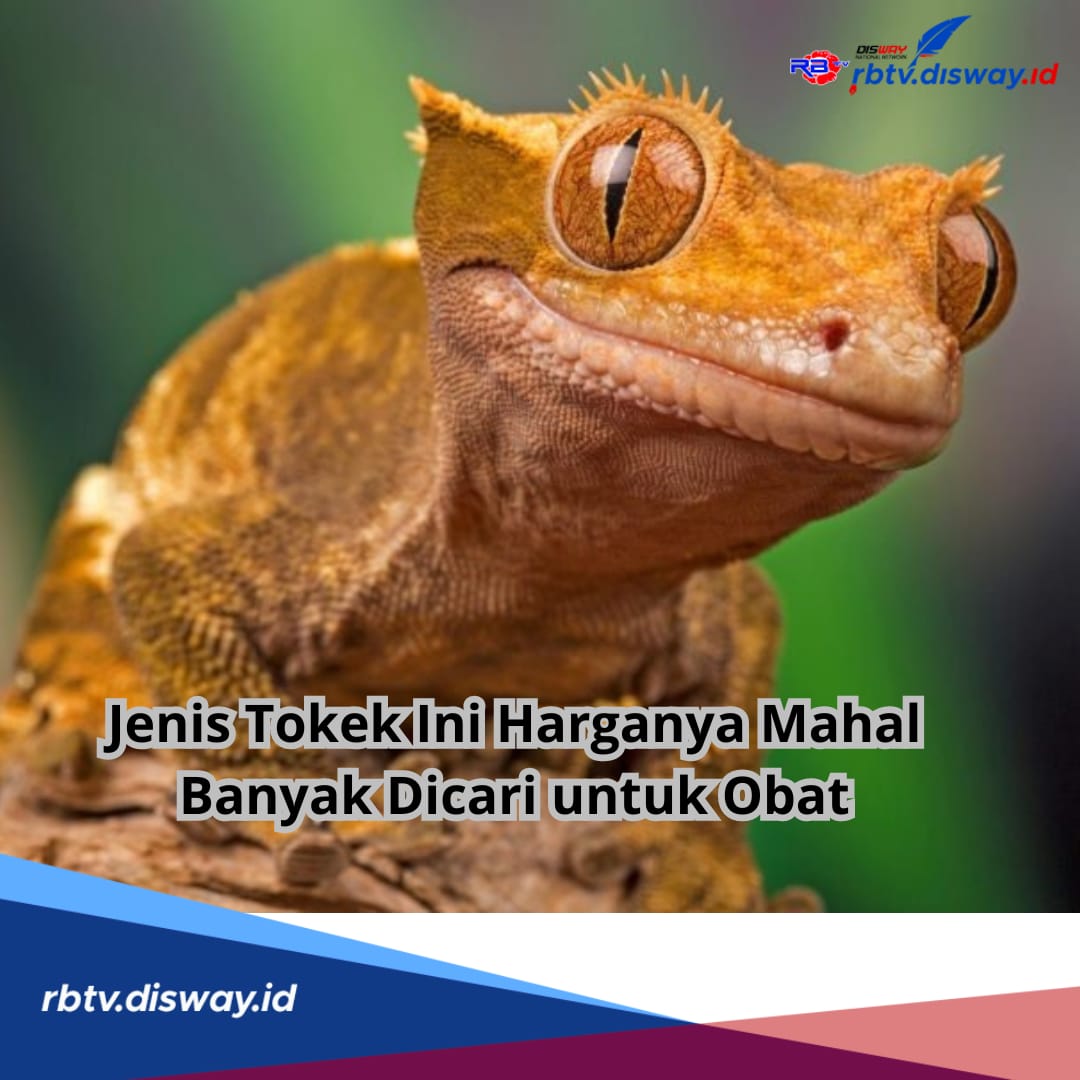 Jangan Kaget, Ini 3 Jenis Tokek yang Banyak di Cari untuk Obat dan Harganya Mahal, Capai Rp 3 Miliar