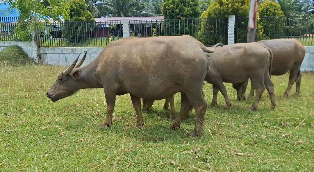 Dua Sanksi yang Menanti Pemilik Ternak di Bengkulu Selatan, Jika Hewan Berkeliaran Bebas