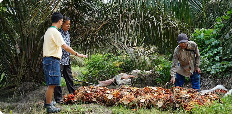 Musim Kemarau, Petani Sawit Jangan Dulu Lakukan 3 Aktivitas Ini Biar Tidak Rugi