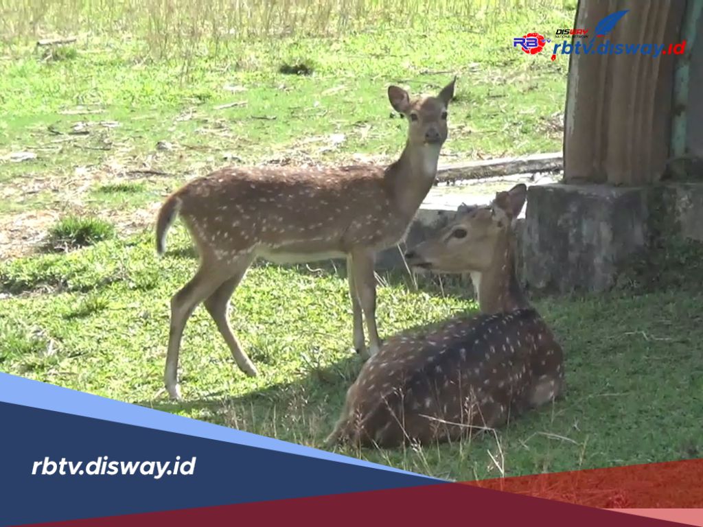 Penangkaran Rusa di Kepahiang Tak Terurus, Dewan Pertanyakan Anggaran Pemeliharaan 