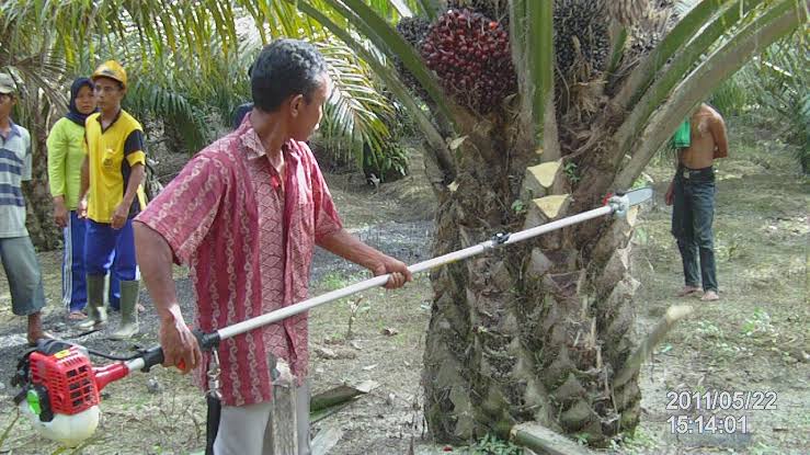 Petani Sawit Moderen Boleh Simak, Ini Jenis-jenis Mesin Panen Sawit yang Bisa Digunakan di Perkebunan Sawit