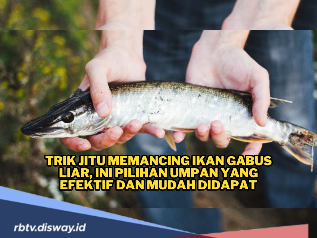 Trik Jitu Mancing Ikan Gabus Liar, Ini Pilihan Umpan yang Efektif dan Mudah 