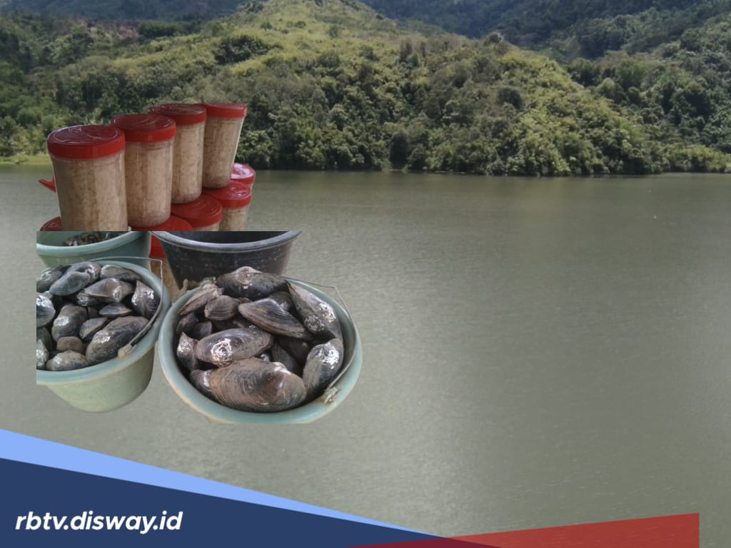 Berkah dari Danau Tes, Kerang dan Remis Menjadi Pundi Rupiah Warga