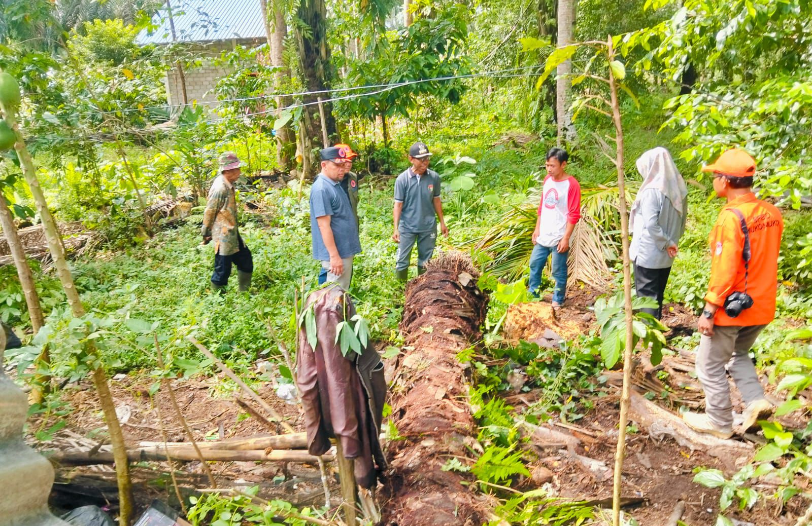 Angin Puting Beliung di Mukomuko, Pohon Tumbang Timpa Rumah Warga Desa Sinar Jaya