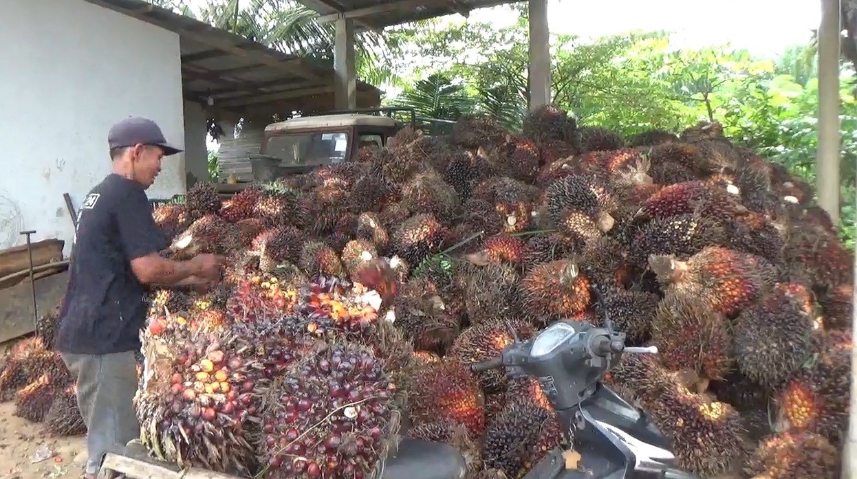 Harga TBS Sawit Bengkulu Tengah Turun Lagi, Pengepul Jual ke Pabrik Luar Benteng
