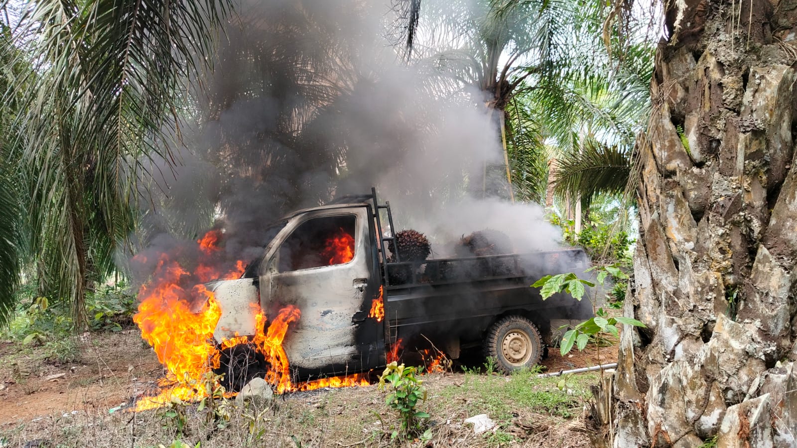 Warga Mukomuko Bakar Gudang dan Mobil Setelah Tangkap Pencuri Sawit, Situasi Memanas
