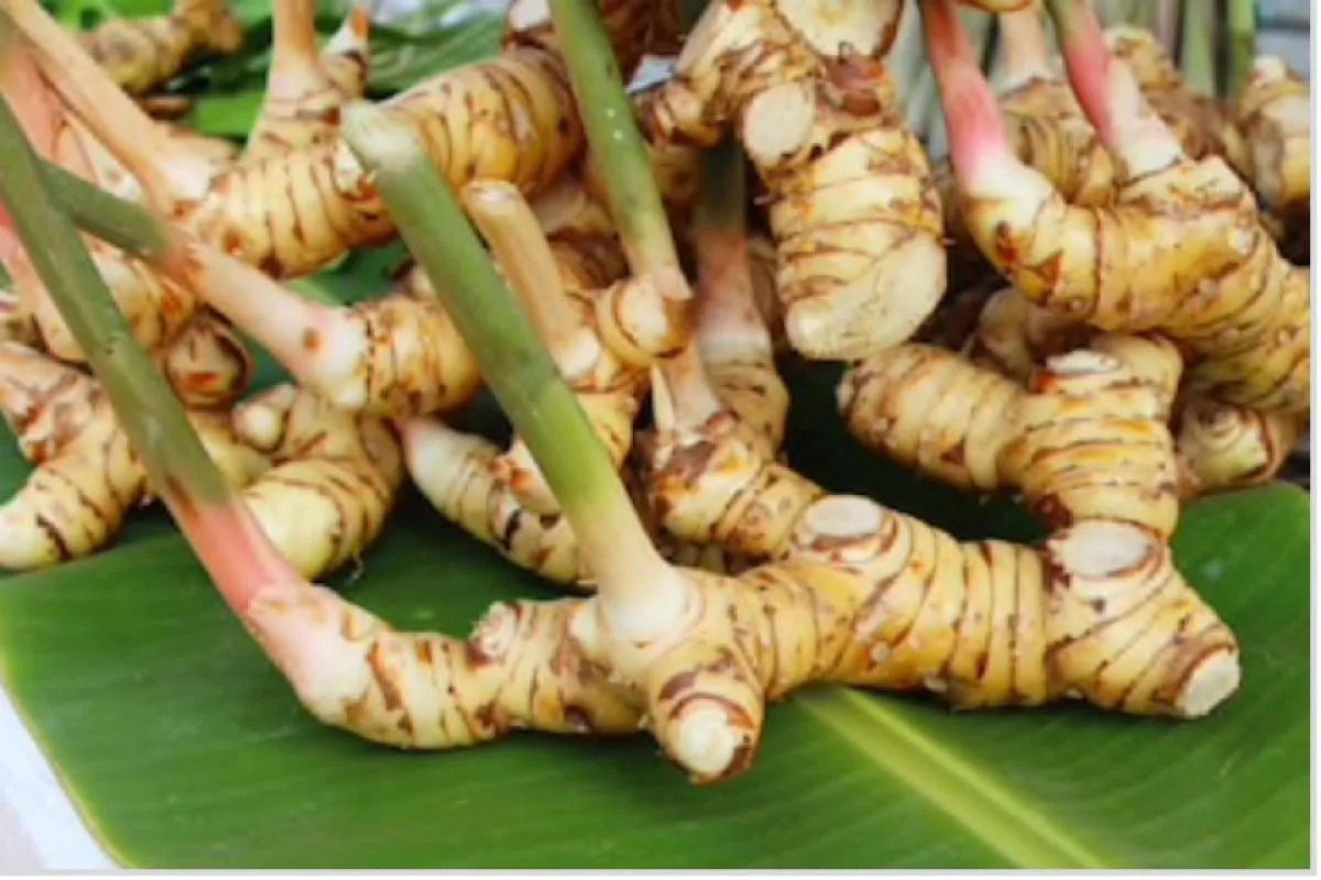 Tidak hanya Bumbu Masak, Berikut Manfaat Lengkuas untuk Kesehatan dan Kecantikan 