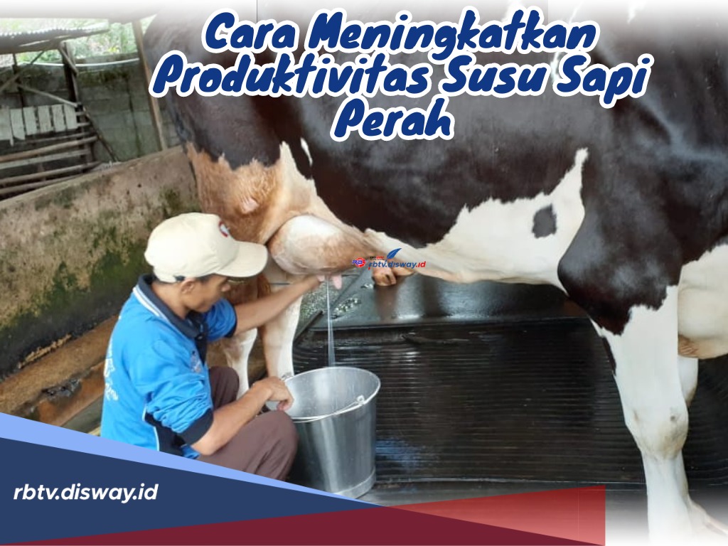 Cara Meningkatkan Produktivitas Susu Sapi Perah agar Untung Melimpah