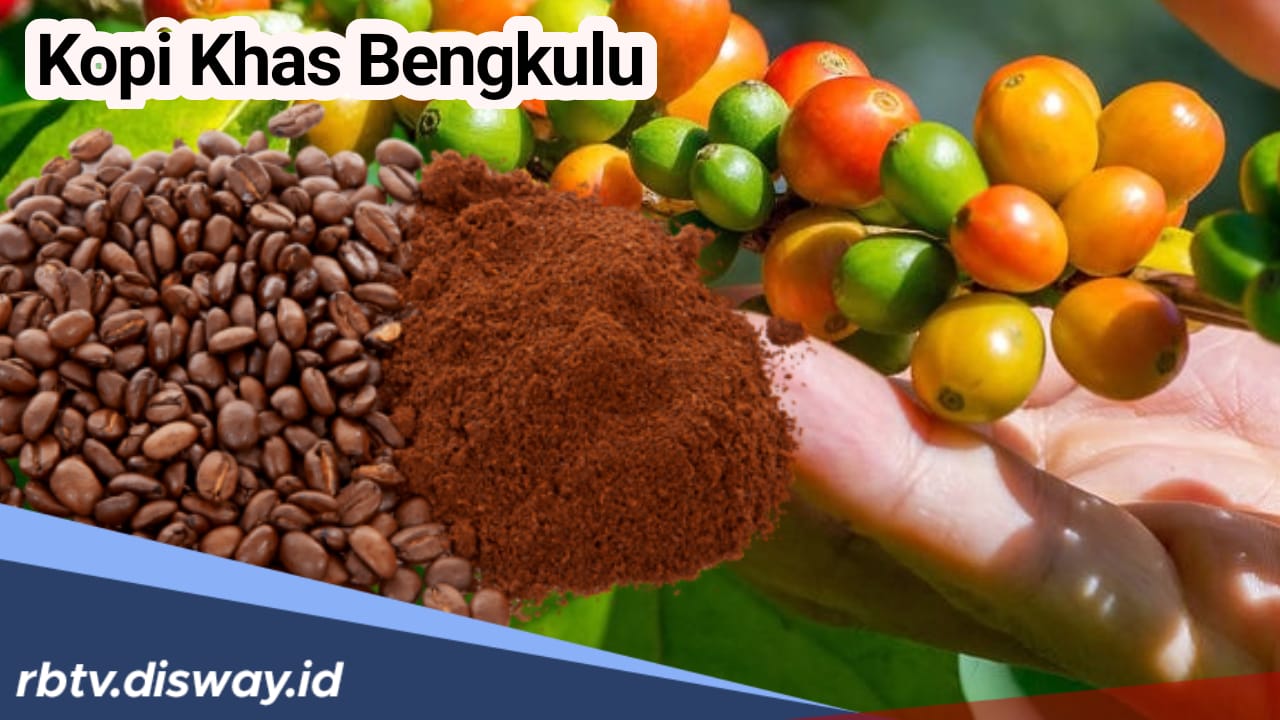 2 Jenis Kopi Khas Bengkulu yang Jadi Primadona, Citarasa Unik dan Aroma Istimewa 