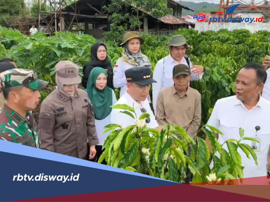 Lomba Pengolahan Kebun Kopi Petani Lokal, Bupati Kepahiang Datangkan Juri Nasional 