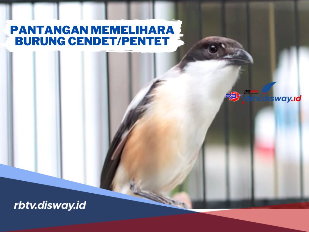 Hindari! Ini Pantangan saat Memelihara Burung Cendet atau Pentet agar Tetap Gacor