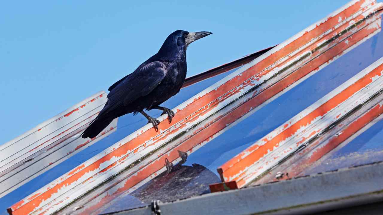 Bikin Ngeri, Ini Mitos Burung Gagak di Atap Rumah