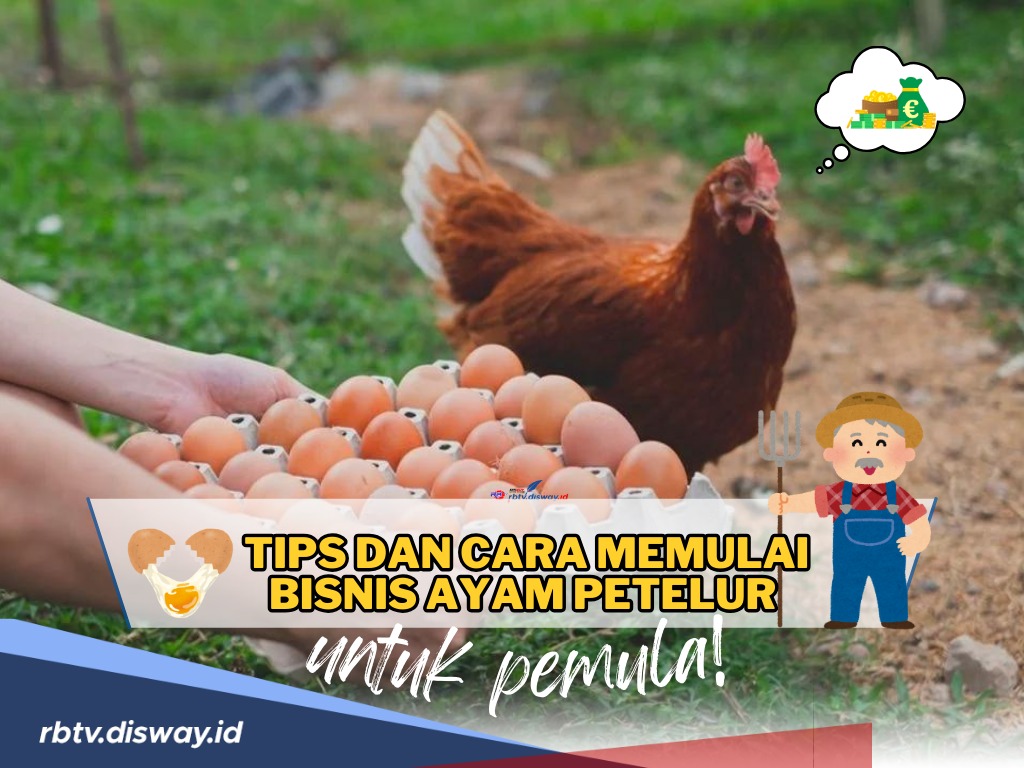 Ini Tips dan Cara Memulai Bisnis Ayam Petelur untuk Pemula agar Hasil telur Berkualitas dan Banjir Untung!