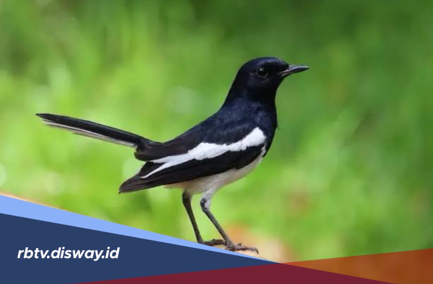 Cara Membuat Suara Burung Kacer Lebih Keras dan Panjang