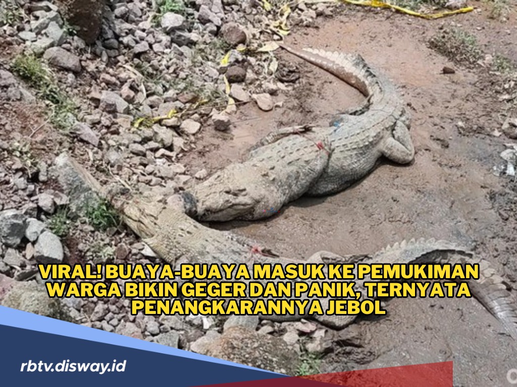 Viral! Buaya-buaya Masuk ke Pemukiman Warga Bikin Geger dan Panik, Ternyata Penangkarannya Jebol