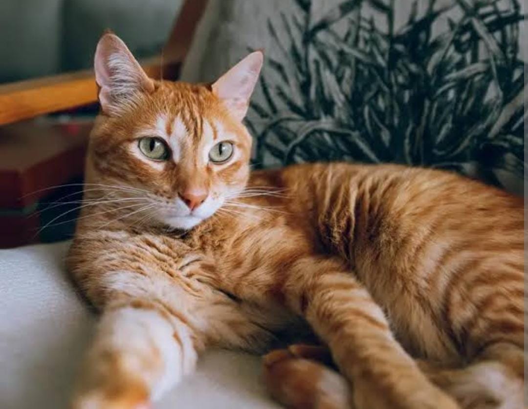 75 Nama Kucing Ini Membawa Rezeki dan Keberuntungan, Ada Nama Kucing Kamu?