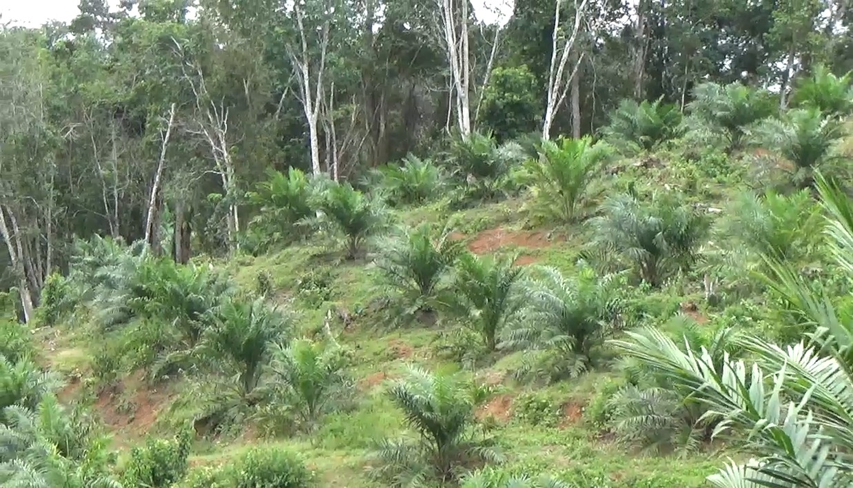 Aturan Baru! Penerima Replanting  Kelapa Sawit Wajib Alokasikan Rp 7,8 Juta Per Hektar. Untuk Apa? 