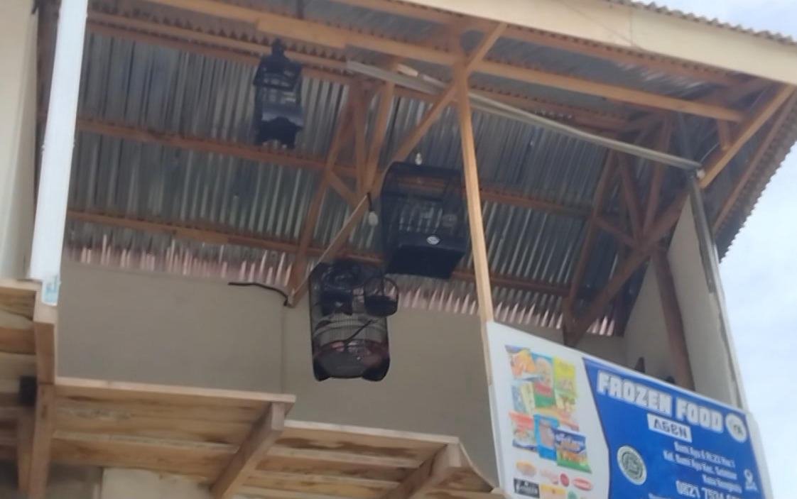 Zondarman Tekor Jutaan Rupiah, Gegara Burung Kacer Kesayangan Raib Dicuri