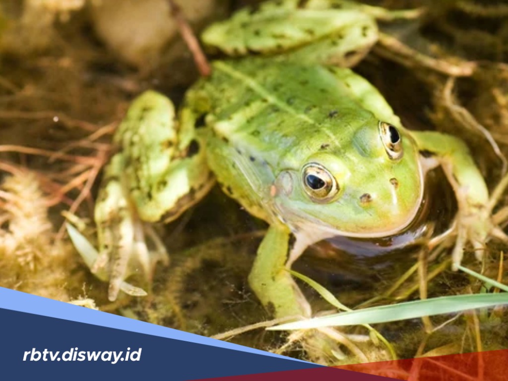 Warga Brazil Dikejutkan Hujan Katak, Bagaimana kalau Terjadi di Indonesia?