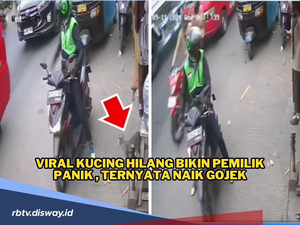 Viral Kucing Hilang, Pemilik Panik, saat di Cek CCTV Ternyata si Kucing Pergi Naik Ojol